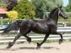 Friesian-Horse-Black-Mare-To-Adopt-wbetter3