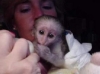 Cute-Baby-Capuchin-Monkey-available