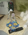 home-raised-Capuchin-monkeys-available-for-adoption
