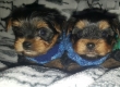 Yorkshire-terrier-Puppies-