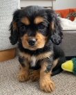 cavalier-king-Charles-spaniel-puppies